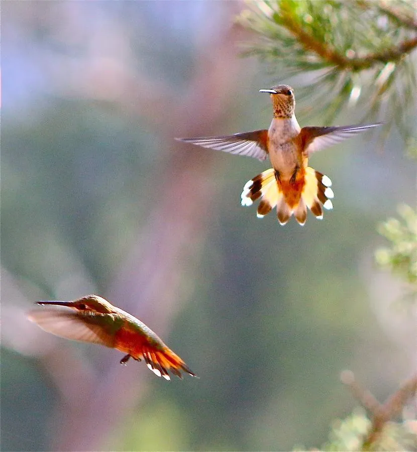 Cathedral Hideaway And Casita Sedona